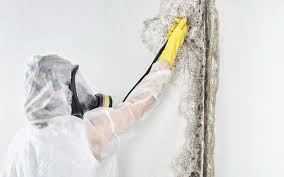 Best Real Estate Mold Inspection in USA